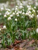 Spring snowflake flowers are growing on edge of forest near village small village Brdo, Slovenia. Spring Snowflake which is also known as St. Josephs Bells (Leucojum vernum) is early spring flower which gives sign to people that winter is definitely over.
