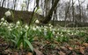 Spring snowflake flowers are growing on edge of forest near village small village Brdo, Slovenia. Spring Snowflake which is also known as St. Josephs Bells (Leucojum vernum) is early spring flower which gives sign to people that winter is definitely over.
