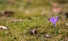 Crocus flowers are growing on edge of forest near village small village Brdo, Slovenia. Crocus (Crocus Vernus) is early spring flower which gives sign to people that winter is definitely over.
