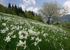 Daffodil flowers (Narcissus poeticus) are starting to bloom on meadows under Golica, Slovenia. Meadows under Golica, Slovenia, are famous for their carpets of daffodil flowers which start to bloom in begining of May. Daffodil flowers cover all grass fields on hills and valleys of meadows under mountain Golica above Jesenice, Slovenia.
