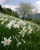 Daffodil flowers (Narcissus poeticus) are starting to bloom on meadows under Golica, Slovenia. Meadows under Golica, Slovenia, are famous for their carpets of daffodil flowers which start to bloom in begining of May. Daffodil flowers cover all grass fields on hills and valleys of meadows under mountain Golica above Jesenice, Slovenia.
