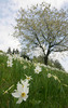 Daffodil flowers (Narcissus poeticus) are starting to bloom on meadows under Golica, Slovenia. Meadows under Golica, Slovenia, are famous for their carpets of daffodil flowers which start to bloom in begining of May. Daffodil flowers cover all grass fields on hills and valleys of meadows under mountain Golica above Jesenice, Slovenia.
