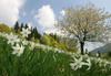 Daffodil flowers (Narcissus poeticus) are starting to bloom on meadows under Golica, Slovenia. Meadows under Golica, Slovenia, are famous for their carpets of daffodil flowers which start to bloom in begining of May. Daffodil flowers cover all grass fields on hills and valleys of meadows under mountain Golica above Jesenice, Slovenia.

