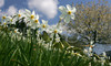 Daffodil flowers (Narcissus poeticus) are starting to bloom on meadows under Golica, Slovenia. Meadows under Golica, Slovenia, are famous for their carpets of daffodil flowers which start to bloom in begining of May. Daffodil flowers cover all grass fields on hills and valleys of meadows under mountain Golica above Jesenice, Slovenia.
