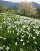 Daffodil flowers (Narcissus poeticus) are starting to bloom on meadows under Golica, Slovenia. Meadows under Golica, Slovenia, are famous for their carpets of daffodil flowers which start to bloom in begining of May. Daffodil flowers cover all grass fields on hills and valleys of meadows under mountain Golica above Jesenice, Slovenia.
