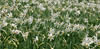 Daffodil flowers (Narcissus poeticus) are starting to bloom on meadows under Golica, Slovenia. Meadows under Golica, Slovenia, are famous for their carpets of daffodil flowers which start to bloom in begining of May. Daffodil flowers cover all grass fields on hills and valleys of meadows under mountain Golica above Jesenice, Slovenia.

