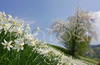 Daffodil flowers (Narcissus poeticus) are starting to bloom on meadows under Golica, Slovenia. Meadows under Golica, Slovenia, are famous for their carpets of daffodil flowers which start to bloom in begining of May. Daffodil flowers cover all grass fields on hills and valleys of meadows under mountain Golica above Jesenice, Slovenia.
