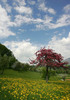 Dandelion flowers (Taraxacum officinale) are blooming on grass fields near village Brdo, Slovenia. In May fields near village Brdo, Slovenia, turn yellow from blooming dandelion flowers while apple, pear and peach trees start too bloom in white and red, making perfect colorfull combination with yellow dandelion flowers and bright green grass.
