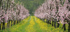 Peaches starting to bloom on plantations near village Brje, Slovenia in Vipava valley. Vipava valley has numerous peaches plantations and peaches light purple blossoms make beautiful contrast with surroundings in early spring.
