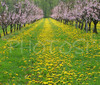 Peaches starting to bloom on plantations near village Brje, Slovenia in Vipava valley. Vipava valley has numerous peaches plantations and peaches light purple blossoms make beautiful contrast with surroundings in early spring.
