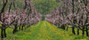 Peaches starting to bloom on plantations near village Brje, Slovenia in Vipava valley. Vipava valley has numerous peaches plantations and peaches light purple blossoms make beautiful contrast with surroundings in early spring.
