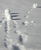 Snowballs are rolling across snow covered field on Pokljuka, Slovenia. Snow finally covered plateau of Pokljuka, Slovenia. Land, which is normally covered with snow on end of November, is this year, hardly covered with snow only few days before Christmas. <br> Pokljuka is a foresty plateau at the altitude of around 1300 metres, situated partly in the municipality of Bled, Slovenia and partly in municipality of Bohinj, Slovenia in northwestern Slovenia. It is part of Triglav national park. The plateau is known for its winter sports facilities, among which is also yearly Biathlon World Cup, which is held at Biathlon center Pokljuka, Slovenia.
