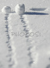Snowballs are rolling across snow covered field on Pokljuka, Slovenia. Snow finally covered plateau of Pokljuka, Slovenia. Land, which is normally covered with snow on end of November, is this year, hardly covered with snow only few days before Christmas. <br> Pokljuka is a foresty plateau at the altitude of around 1300 metres, situated partly in the municipality of Bled, Slovenia and partly in municipality of Bohinj, Slovenia in northwestern Slovenia. It is part of Triglav national park. The plateau is known for its winter sports facilities, among which is also yearly Biathlon World Cup, which is held at Biathlon center Pokljuka, Slovenia.
