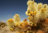 Cholla Cactus Garden is located in middle of Joshua Tree National park in California, USA. Cholla cactuses survive tremendous heat and lack of water, while still growing in desert. Joshua tree NP is located on junction of Mohave and Colorado desert.

