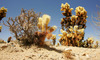 Cholla Cactus Garden is located in middle of Joshua Tree National park in California, USA. Cholla cactuses survive tremendous heat and lack of water, while still growing in desert. Joshua tree NP is located on junction of Mohave and Colorado desert.
