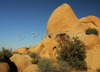 Joshua trees and magnificent rocks are trademark of Joshua Tree National Park, CA, USA. Skull rock is skull looking rock made by nature forces. Joshua Tree NP is situated in junction of Mohave and Colorado desert in south east California, USA.
