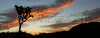 Sun is rising behind Joshua trees and magnificent rock formations in Joshua Tree National Park, CA, USA. Joshua Tree NP is situated in junction of Mohave and Colorado desert in south east California, USA.
