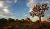 Sun is rising behind Joshua trees and magnificent rock formations in Joshua Tree National Park, CA, USA. Joshua Tree NP is situated in junction of Mohave and Colorado desert in south east California, USA.
