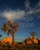 Sun is rising behind Joshua trees and magnificent rock formations in Joshua Tree National Park, CA, USA. Joshua Tree NP is situated in junction of Mohave and Colorado desert in south east California, USA.
