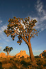 Sun is rising behind Joshua trees and magnificent rock formations in Joshua Tree National Park, CA, USA. Joshua Tree NP is situated in junction of Mohave and Colorado desert in south east California, USA.
