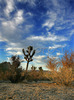 Sun is rising behind Joshua trees and magnificent rock formations in Joshua Tree National Park, CA, USA. Joshua Tree NP is situated in junction of Mohave and Colorado desert in south east California, USA.
