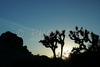 Joshua trees and magnificent rock formations, trademark of Joshua Tree National Park, CA, USA, are creating silhouettes in late evening summer sun. Joshua Tree NP is situated in junction of Mohave and Colorado desert in south east California, USA.
