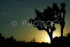 Joshua trees and magnificent rock formations, trademark of Joshua Tree National Park, CA, USA, are creating silhouettes in late evening summer sun. Joshua Tree NP is situated in junction of Mohave and Colorado desert in south east California, USA.
