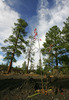 Lava flows from Sunset crater volcano. Sunset crater volcano is situated in Sunset Crater volcano National monument near Flagstaff, AZ, USA. Its last eruption was around year 1250.
