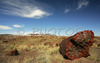 Petrified wood along the Long logs trail in Petrified forest National Park. Petrified Forest National park preserves the largest concentration of petrified wood in North America, perhaps in the World. What sets it apart from other petrified wood sites is its scenic surroundings of badlands, which provide an otherworldly feeling to the experience. Petrified Forest National park is situated approximately 20 miles east of Holbrook, AZ, USA 
