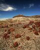 Petrified wood along the Long logs trail in Petrified forest National Park. Petrified Forest National park preserves the largest concentration of petrified wood in North America, perhaps in the World. What sets it apart from other petrified wood sites is its scenic surroundings of badlands, which provide an otherworldly feeling to the experience. Petrified Forest National park is situated approximately 20 miles east of Holbrook, AZ, USA 
