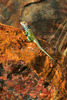 Lizard is taking sun on petrified wood on Long Logs trail in Petrified forest  National Park. Petrified Forest National park preserves the largest concentration of petrified wood in North America, perhaps in the World. What sets it apart from other petrified wood sites is its scenic surroundings of badlands, which provide an otherworldly feeling to the experience. Petrified Forest National park is situated approximately 20 miles east of Holbrook, AZ, USA 
