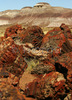 Petrified wood along the Long logs trail in Petrified forest National Park. Petrified Forest National park preserves the largest concentration of petrified wood in North America, perhaps in the World. What sets it apart from other petrified wood sites is its scenic surroundings of badlands, which provide an otherworldly feeling to the experience. Petrified Forest National park is situated approximately 20 miles east of Holbrook, AZ, USA 
