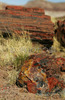 Petrified wood along the Long logs trail in Petrified forest National Park. Petrified Forest National park preserves the largest concentration of petrified wood in North America, perhaps in the World. What sets it apart from other petrified wood sites is its scenic surroundings of badlands, which provide an otherworldly feeling to the experience. Petrified Forest National park is situated approximately 20 miles east of Holbrook, AZ, USA 
