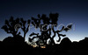 Joshua trees and magnificent rock formations, trademark of Joshua Tree National Park, CA, USA, are creating silhouettes in late evening summer sun. Joshua Tree NP is situated in junction of Mohave and Colorado desert in south east California, USA.
