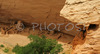 Ruins of Antelope house bellow in Canyon de Chelly. Canyon de Chelly National Monument is located near Chinle, AZ, USA and is hiding numerous house ruins of Navajo Indians, which were settled in Canyon de Chelly. Labyrinth called Canyon de Chelly is really several canyons, which include Canyon de Chelly and Canyon del Muerto. At the mouth of the canyon the rock walls are only 30 feet high. Deeper into the canyons, to the east, the walls rise dramatically until they reach more than 1000 feet above the floor. The cliffs rise straight up, overshadowing the streams, cottonwoods, and small farms below. It has taken about two million years and volumes of water to etch these stone paths through the layers of sandstone and igneous rock as the Defiance Plateau pushed its way upward. Today the canyon still beckons us with its towering stone monoliths and ledges bearing the open windows of ancient people.
