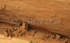 Ruins of Antelope house bellow in Canyon de Chelly. Canyon de Chelly National Monument is located near Chinle, AZ, USA and is hiding numerous house ruins of Navajo Indians, which were settled in Canyon de Chelly. Labyrinth called Canyon de Chelly is really several canyons, which include Canyon de Chelly and Canyon del Muerto. At the mouth of the canyon the rock walls are only 30 feet high. Deeper into the canyons, to the east, the walls rise dramatically until they reach more than 1000 feet above the floor. The cliffs rise straight up, overshadowing the streams, cottonwoods, and small farms below. It has taken about two million years and volumes of water to etch these stone paths through the layers of sandstone and igneous rock as the Defiance Plateau pushed its way upward. Today the canyon still beckons us with its towering stone monoliths and ledges bearing the open windows of ancient people.
