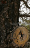 Navajo drawing on trunk of a tree. Labyrinth called Canyon de Chelly is really several canyons, which include Canyon de Chelly and Canyon del Muerto. At the mouth of the canyon the rock walls are only 30 feet high. Deeper into the canyons, to the east, the walls rise dramatically until they reach more than 1000 feet above the floor. The cliffs rise straight up, overshadowing the streams, cottonwoods, and small farms below. It has taken about two million years and volumes of water to etch these stone paths through the layers of sandstone and igneous rock as the Defiance Plateau pushed its way upward. Today the canyon still beckons us with its towering stone monoliths and ledges bearing the open windows of ancient people.
