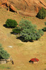 Labyrinth called Canyon de Chelly is really several canyons, which include Canyon de Chelly and Canyon del Muerto. At the mouth of the canyon the rock walls are only 30 feet high. Deeper into the canyons, to the east, the walls rise dramatically until they reach more than 1000 feet above the floor. The cliffs rise straight up, overshadowing the streams, cottonwoods, and small farms below. It has taken about two million years and volumes of water to etch these stone paths through the layers of sandstone and igneous rock as the Defiance Plateau pushed its way upward. Today the canyon still beckons us with its towering stone monoliths and ledges bearing the open windows of ancient people.

