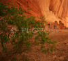 White house ruin below in Canyon de Chelly. White house was built  by ancient Puebloan people and occupied around 1000 years ago.  It is named for the long wall in the upper dwelling that is covered with white plaster. Canyon de Chelly National Monument is located near Chinle, AZ, USA and is hiding numerous house ruins of Navajo Indians, which were settled in Canyon de Chelly. Labyrinth called Canyon de Chelly is really several canyons, which include Canyon de Chelly and Canyon del Muerto. At the mouth of the canyon the rock walls are only 30 feet high. Deeper into the canyons, to the east, the walls rise dramatically until they reach more than 1000 feet above the floor. The cliffs rise straight up, overshadowing the streams, cottonwoods, and small farms below. It has taken about two million years and volumes of water to etch these stone paths through the layers of sandstone and igneous rock as the Defiance Plateau pushed its way upward. Today the canyon still beckons us with its towering stone monoliths and ledges bearing the open windows of ancient people.
