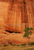 White house ruin below in Canyon de Chelly. White house was built  by ancient Puebloan people and occupied around 1000 years ago.  It is named for the long wall in the upper dwelling that is covered with white plaster. Canyon de Chelly National Monument is located near Chinle, AZ, USA and is hiding numerous house ruins of Navajo Indians, which were settled in Canyon de Chelly. Labyrinth called Canyon de Chelly is really several canyons, which include Canyon de Chelly and Canyon del Muerto. At the mouth of the canyon the rock walls are only 30 feet high. Deeper into the canyons, to the east, the walls rise dramatically until they reach more than 1000 feet above the floor. The cliffs rise straight up, overshadowing the streams, cottonwoods, and small farms below. It has taken about two million years and volumes of water to etch these stone paths through the layers of sandstone and igneous rock as the Defiance Plateau pushed its way upward. Today the canyon still beckons us with its towering stone monoliths and ledges bearing the open windows of ancient people.
