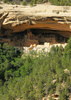 Cliff Palace ruins in Mesa Verde National Park. Cliff Palace is largest of cliff dwellings. Mesa Verde National Park was created to preserve the archeological heritage of the Ancestral Puebloans, both atop the mesas and in the cliffs dwellings below. The park includes over 4500 archeological sites, only 600 are cliff dwellings. Mesa Verde National park is located near Cortez, CO, USA.
