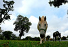 Lipizzaner horses are roaming around grass fields near Lipiza stud farm in Lipiza, Slovenia, on cloudy Sunday of 20th of October 2013.
