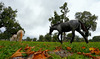 Lipizzaner horses are roaming around grass fields near Lipiza stud farm in Lipiza, Slovenia, on cloudy Sunday of 20th of October 2013.
