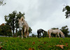 Lipizzaner horses are roaming around grass fields near Lipiza stud farm in Lipiza, Slovenia, on cloudy Sunday of 20th of October 2013.
