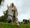 Lipizzaner horses are roaming around grass fields near Lipiza stud farm in Lipiza, Slovenia, on cloudy Sunday of 20th of October 2013.
