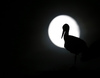 White storks (Ciconia ciconia) in their nest near village Tenets, Slovenia, during full moon period on 17th of August 2019.