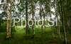 Forest landscape near small old Karelian village Bomba near Nurmes, Finland.
