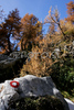 Fall brought first snow in mountains around Vrsic, Slovenia. Trees in mountains above Kranjska gora, Slovenia, painted their leaves into colorful fall colors, while first snow in mountains put some more contrast to already beautiful and peaceful landscape. <br> 
