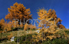 Fall brought first snow in mountains around Vrsic, Slovenia. Trees in mountains above Kranjska gora, Slovenia, painted their leaves into colorful fall colors, while first snow in mountains put some more contrast to already beautiful and peaceful landscape. <br> 

