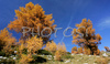 Fall brought first snow in mountains around Vrsic, Slovenia. Trees in mountains above Kranjska gora, Slovenia, painted their leaves into colorful fall colors, while first snow in mountains put some more contrast to already beautiful and peaceful landscape. <br> 
